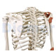 Human Skeleton 12